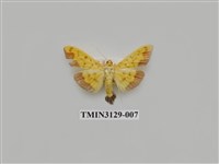 藏品(螟蛾249)的圖片